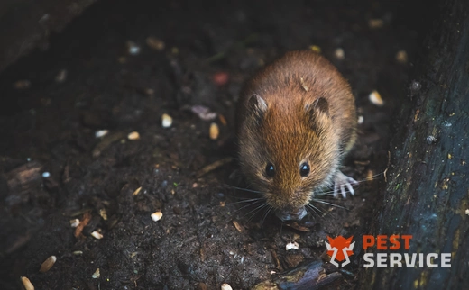 Дератизация в Белгороде